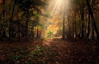 Autumn